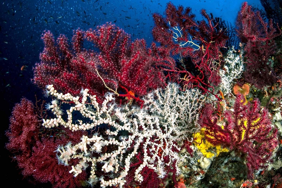 neapel-koralle